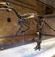 Natural History Museum, em Londres  Foto: Mike Kemp/In Pictures via Getty Images