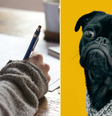 Pets podem ajudar no aprendizado de outro idioma  Foto: Unsplash/Montagem