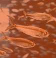 mês de peixes  Foto: Unsplash / Personare