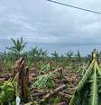 Tempestade atingiu 500 hectares de plantação; Vale do Ribeira tem a maior produção de banana no Brasil  Foto: Jeferson Magario/SRVR/Divulgação / Estadão