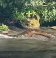 Sucuri gigante desliza pelo Rio da Prata e surpreende banhistas no Pantanal  Foto: Reprodução