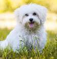 Os cachorros de pequeno porte são adoráveis  Foto: Dora Zett | Shutterstock / Portal EdiCase