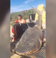 Tubarão-tigre de quase 300 kg é pescado em Conceição da Barra  Foto: Reprodução/Folha do ES
