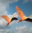 Evolução de aves pode ter acontecido antes da morte dos dinossauros (Imagem: mali maeder/pexels)  Foto: Canaltech