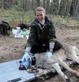 A pesquisadora Cara Love com um lobo perto de Chernobyl  Foto: FlingerLakes Community College