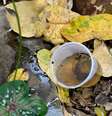 Água parada é foco de dengue   Foto: iStock