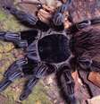 A aranha Vitalius wacketi habita o litoral paulista  Foto: Rogério Bertani/Instituto Butantan / BBC News Brasil