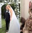 Nos EUA, gata invade casamento e é adotada pelos noivos: "Amorosa e carinhosa"  Foto: Matt and Cara Hamdan / Bons Fluidos