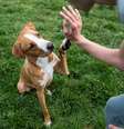 Animais de estimação precisam de estímulos para evitar sofrimento físico e mental  Foto: Anna Hoychuk | Shutterstock / Portal EdiCase