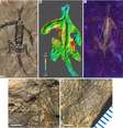 O fóssil foi analisado sob luz UV e com diversas técnicas não-invasivas, mostrando ser coberto de tinta (Imagem: Rossi et al./Palaeontology)  Foto: Canaltech