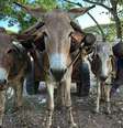 Os jumentos são considerados parte essencial da vida de muitas comunidades rurais pelo mundo  Foto: The Donkey Sanctuary / BBC News Brasil