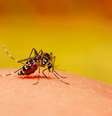 Aedes aegypti, o mosquito transmissor da dengue  Foto: iStock