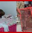 Capivara 'invade' casa e sobe em cama de moradora em MT  Foto: Reprodução