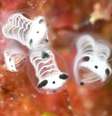 Grupo de "pandas-esqueleto-do-mar" são vistos debaixo d'água na Ilha de Kumejima, província de Okinawa, no Japão.  Foto: Diving Shop Plus Alpha/Handout via REUTERS