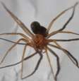 Exemplar de aranha-marrom, ou aranha-violino  Foto: Reprodução/Wikicommons