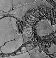 Fóssil do Dinocephalosaurus orientalis  Foto: Museus Nacionais da Escócia / BBC News Brasil