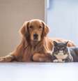 Os pelos possuem funções importantes para saúde dos animais  Foto: Chendongshan | Shutterstock / Portal EdiCase