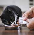 A alimentação úmida deixa a refeição mais saborosa para os gatos  Foto: Jaromir Chalabala | Shutterstock / Portal EdiCase
