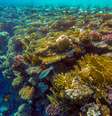 ecossistema marinho com recife de até 60 metros de altura é descoberto na costa do ES  Foto: Foto: Istock