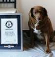 Bobi, até então o cão mais velho do mundo, perdeu o título por falta de evidências  Foto: Divulgação Guinness 