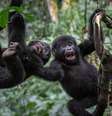 Alguns animais podem usar humor para fortalecer os laços com seus semelhantes  Foto: Getty Images / BBC News Brasil