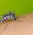 Saiba os principais mitos sobre a dengue  Foto: Shutterstock / Alto Astral
