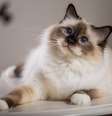 O gato birmanês é originário do sudeste asiático  Foto: Viacheslav Lopatin | Shutterstock / Portal EdiCase