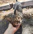 A estudante Heloísa Sola Carmona é apaixonada por animais e já fez alguns resgates, como desse gato encontrado na rua  Foto: Arquivo pessoal