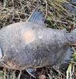 Pacu é encontrado em lago no interior da Irlanda e intriga pesquisadores  Foto: Reprodução/Steve Clinch