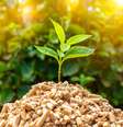 Qualquer matéria orgânica utilizada para produzir energia é chamada de biomassa  Foto: tiero / iStock
