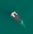 Orcas foram flagradas com 'chapéus' de salmão  Foto: Ocean Wise Research, DFO Marine Mammal License MML18