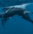 Baleias macho acasalam em novo registro (Imagem: Stack et al, 2024/Marine Mammal Science)  Foto: Canaltech