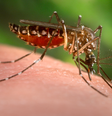 Chikungunya e dengue provocam sintomas semelhantes, mas é preciso saber como diferenciá-las (Imagem: James Gathany/CDC)  Foto: Canaltech