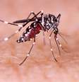 Saiba como afastar o mosquito da dengue de casa  Foto: Shutterstock / Alto Astral