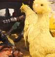 Easter Egg envolvendo chocobos foi criado pelo Google em sua página de busca  Foto: Reprodução / Square Enix
