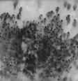 Imagens aéreas mostram confusão na Faixa de Gaza durante entrega de ajuda humanitária.  Foto: Reprodução/Estadão Conteúdo