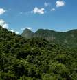 Rico em diversidade da fauna e da flora, a Mata Atlântico é um dos seis biomas brasileiros.  Foto: Leoaraujo7 / iStock