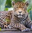 Onça pintada faz parte da lista das espécies ameaçadas de extinção  Foto: agustavop / iStock