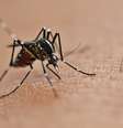 Dengue pode ser mais perigosa para cardiopatas; entenda  Foto: Shutterstock / Saúde em Dia
