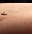 Entenda quais cuidados são importantes para prevenir a dengue |  Foto: jcomp/Freepik / Boa Forma
