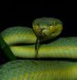 Toda cobra é uma serpente, mas nem toda serpente é uma cobra; na foto, uma cobra-verde (Imagem: Sagar Paranjape/Unsplash)  Foto: Canaltech