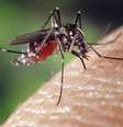 Doença é transmitida pelo mosquito Aedes aegypti  Foto: Estadão / Estadão