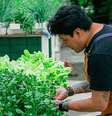 AMA.ZO cultiva alguns ingredientes utilizados na cozinha  Foto: Reprodução/Instagram/@amazoperuano