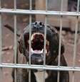 Imagem meramente ilustrativa de cachorro pitbull  Foto: iStock