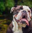 Algumas raças de cachorro podem custar bem caro  Foto: Laurent Renault | Shutterstock / Portal EdiCase