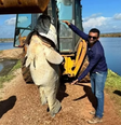 Mero de aproximadamente 200 kg é encontrado morto no RN  Foto: Reprodução/Redes Sociais