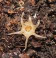 Planta rara que se alimenta de fungos e não tem pigmento é descoberta em montanha do Japão  Foto: TAGANE Shuichiro