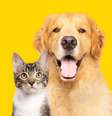 Sonhar com animais pode ter um significado grandioso  Foto: Shutterstock / João Bidu