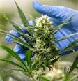 Mão usando luva azul toca uma flor de maconha  Foto: Reuters / BBC News Brasil