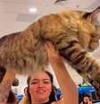 Gato gigante brasileiro pode conseguir título de maior do mundo  Foto: Reprodução/Instagram/felinafolia